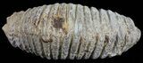 Cretaceous Fossil Oyster (Rastellum) - Madagascar #54444-1